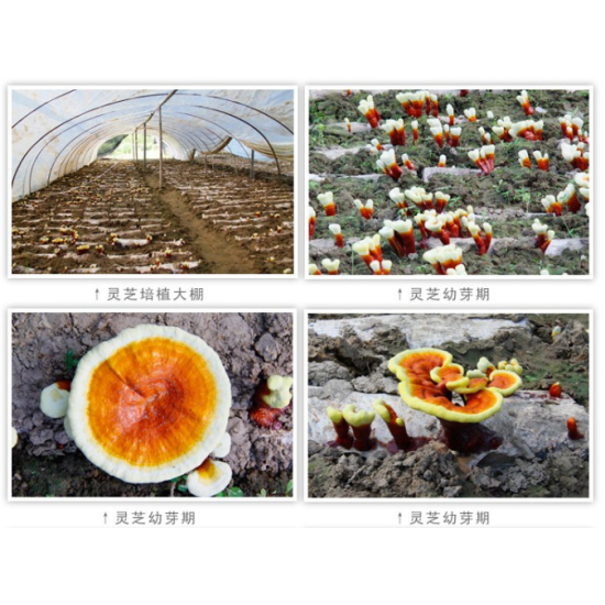 仙客來靈芝孢子油維生素E軟膠